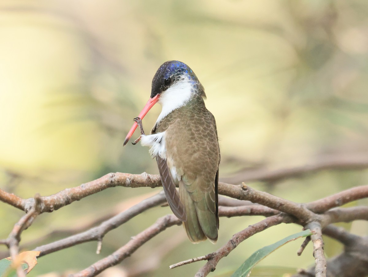 Violet-crowned Hummingbird - ML641849974