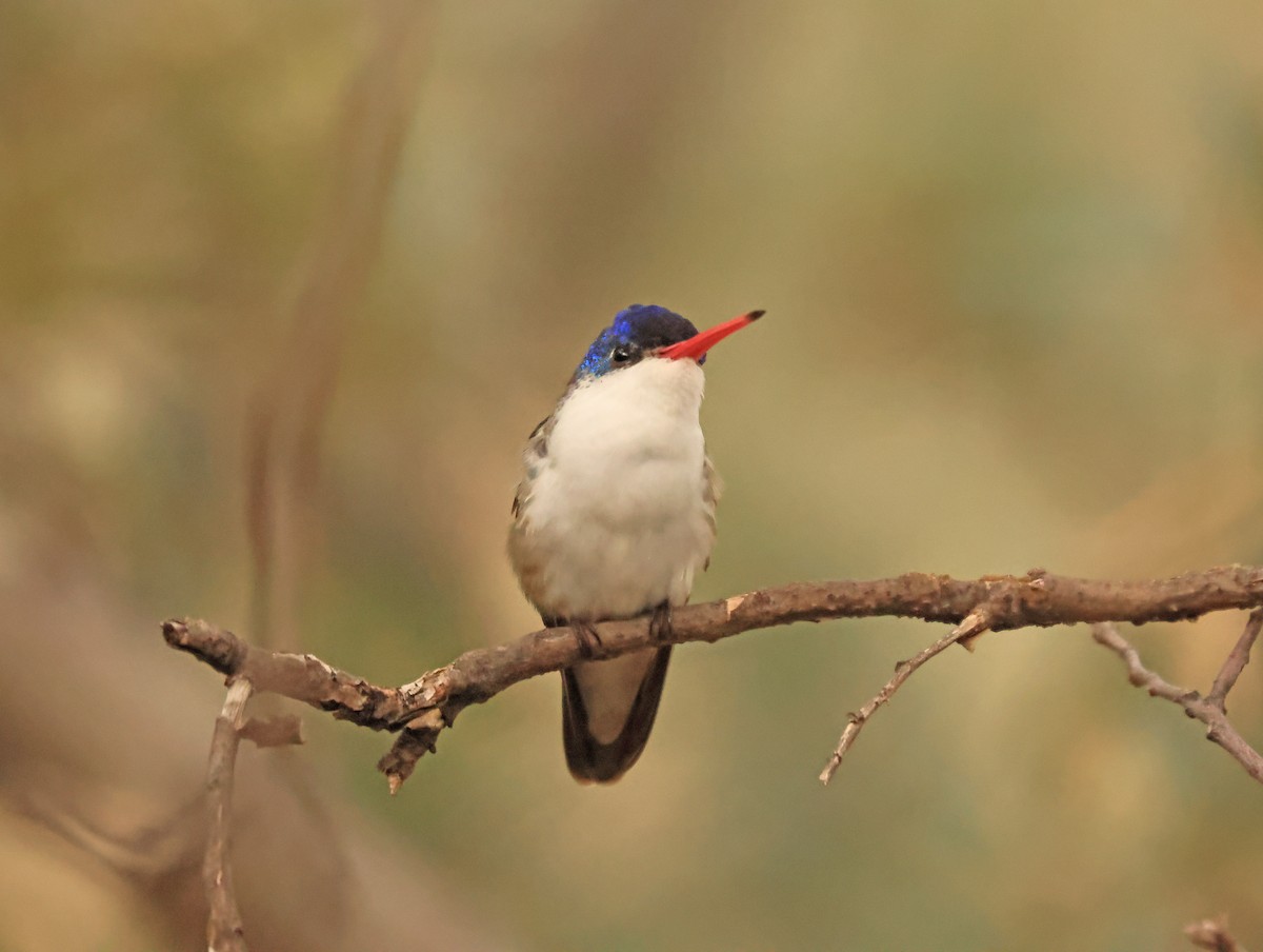 Violet-crowned Hummingbird - ML641849975