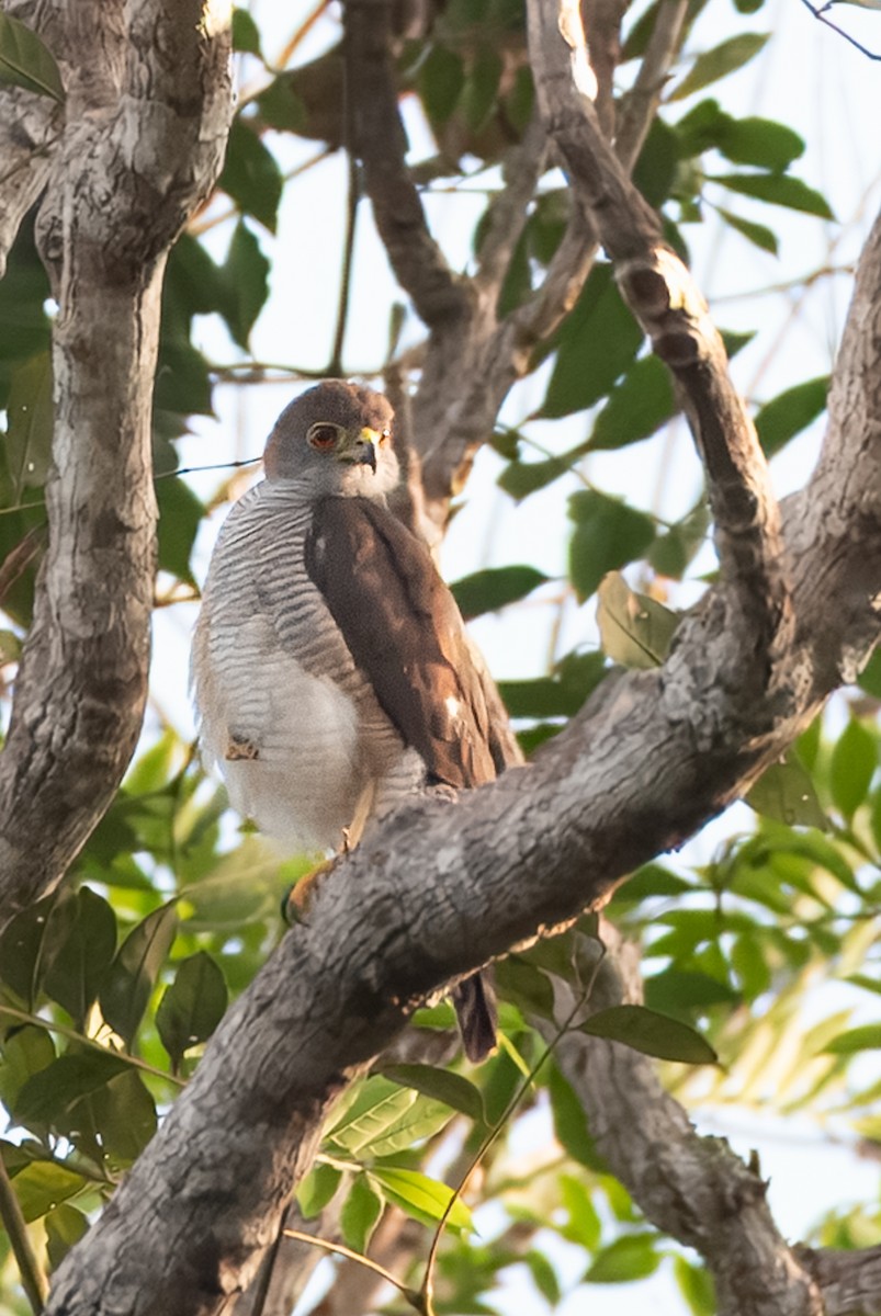Tiny Hawk - ML641849976