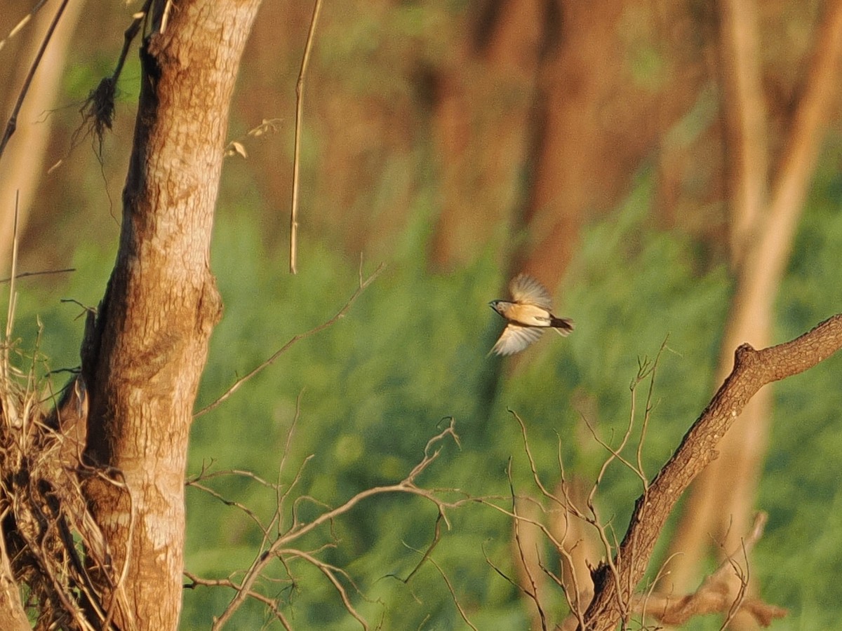 Yellow-rumped Munia - ML641849980
