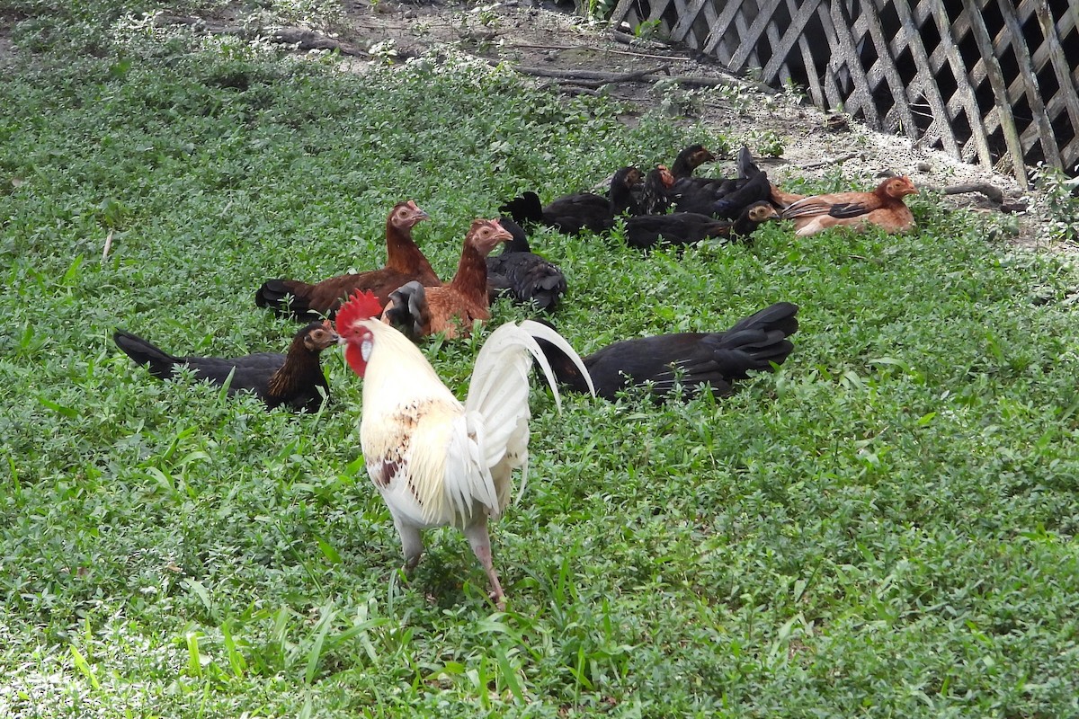 Red Junglefowl - ML641849992