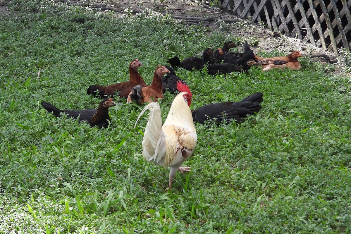 Red Junglefowl - ML641849994