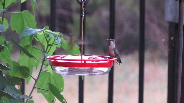 Ruby-throated Hummingbird - ML641849999