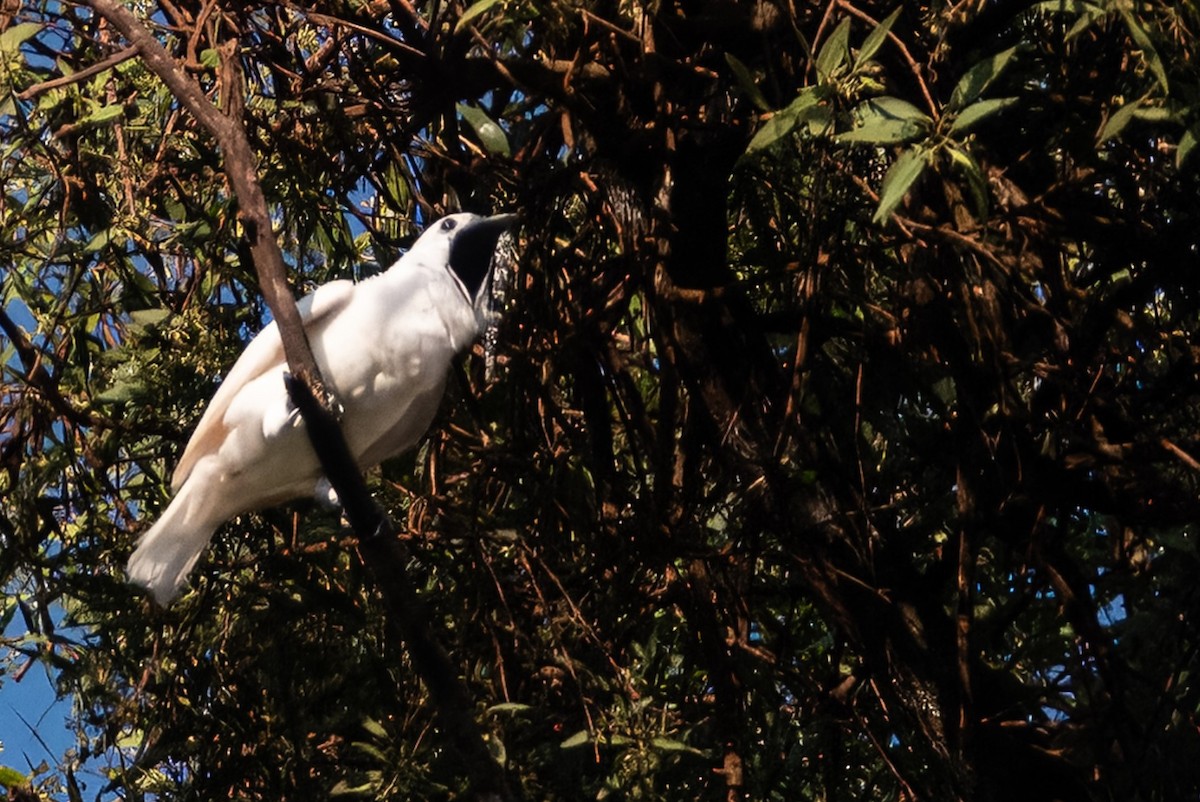 White Bellbird - ML641850013