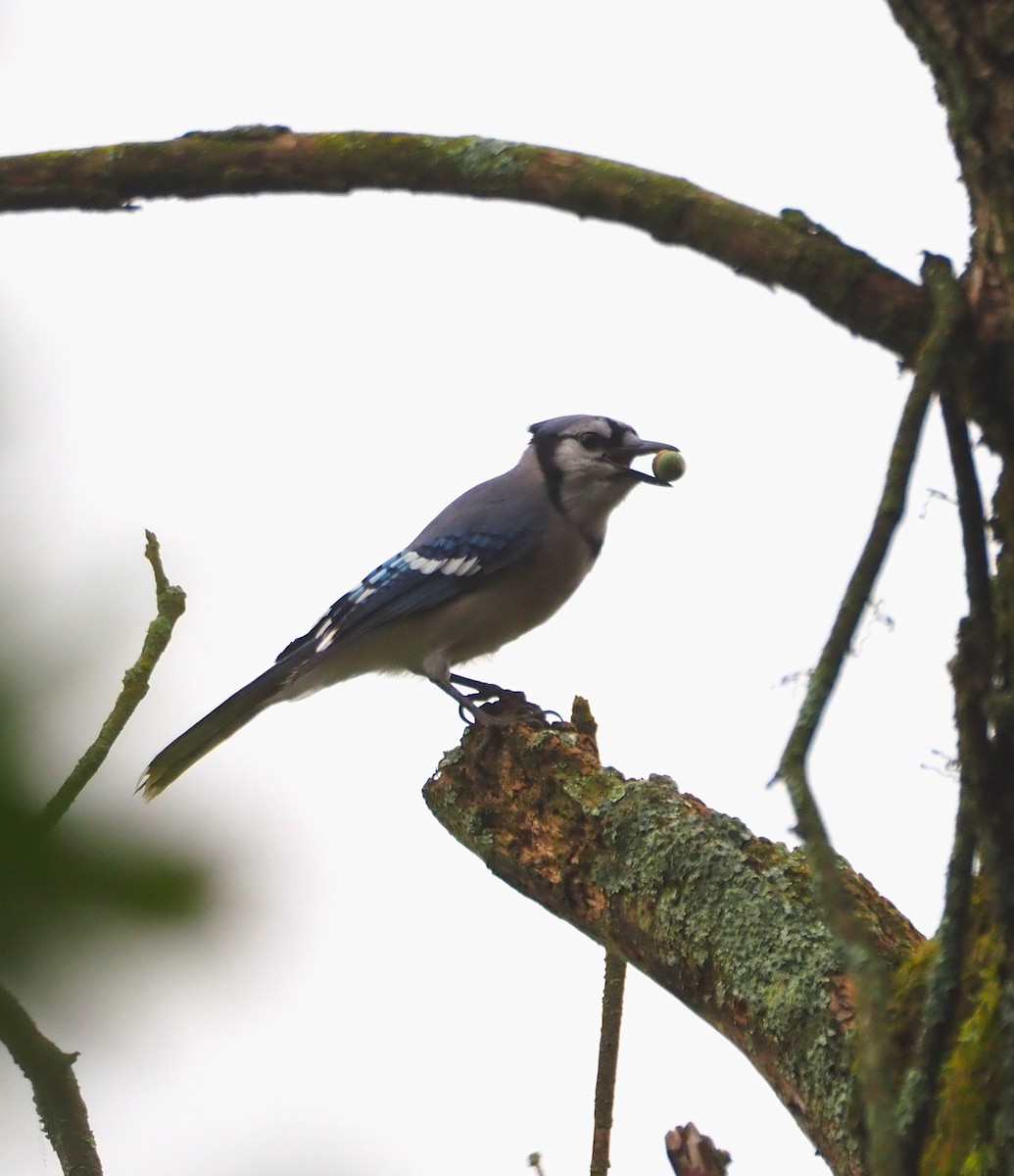 Blue Jay - ML641850014
