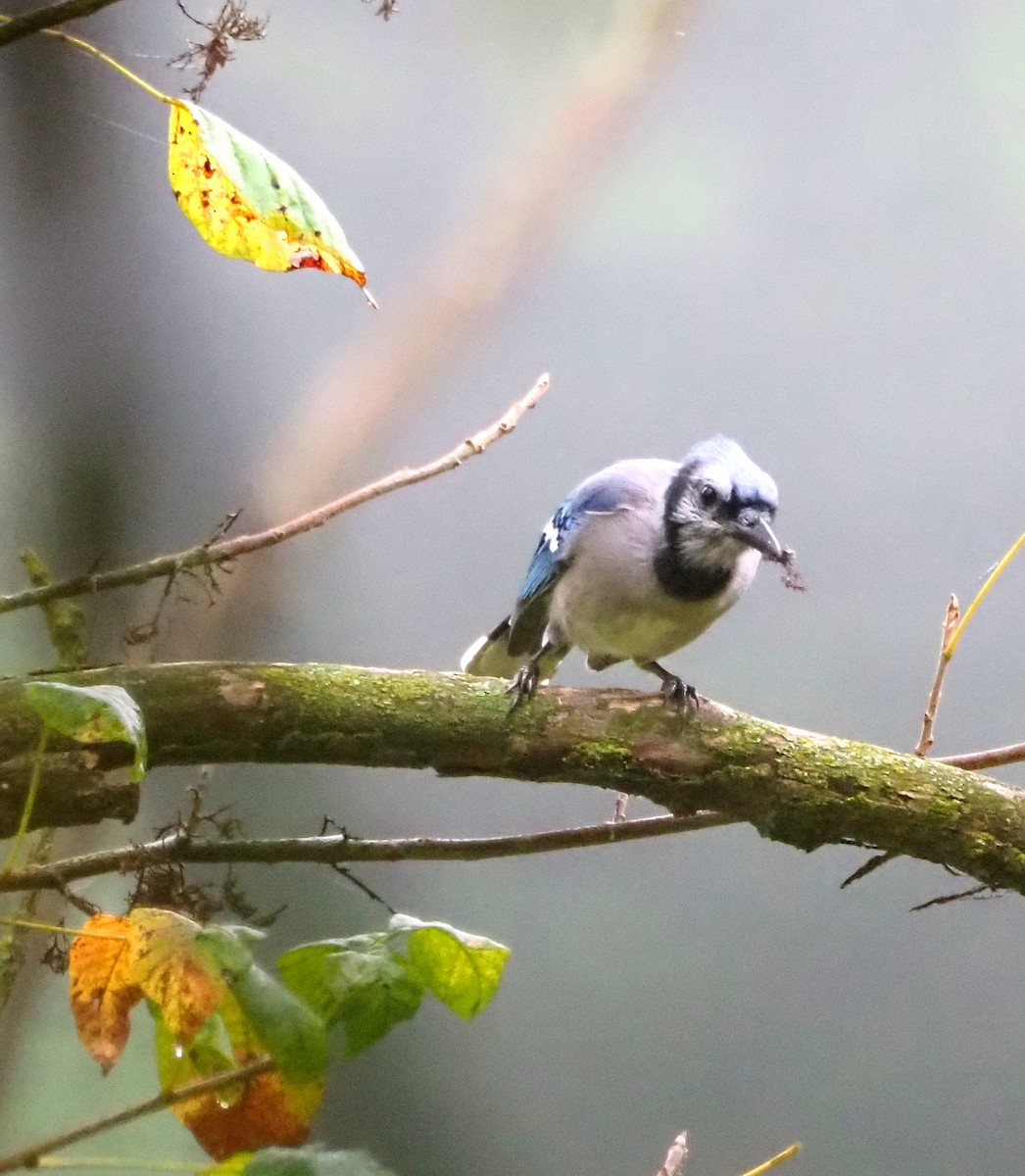 Blue Jay - ML641850015
