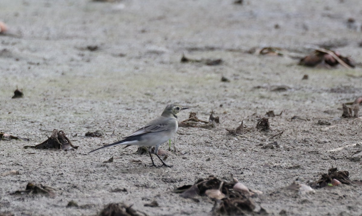 White Wagtail - ML641850016