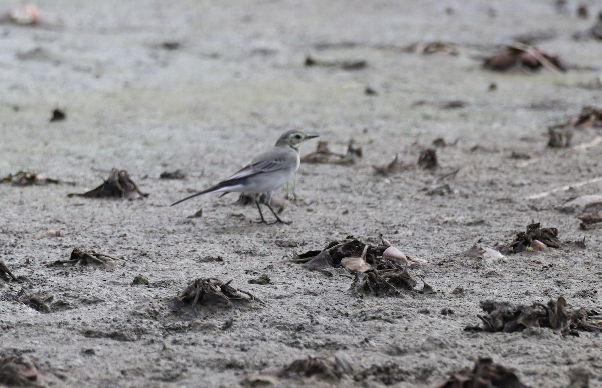 White Wagtail - ML641850017