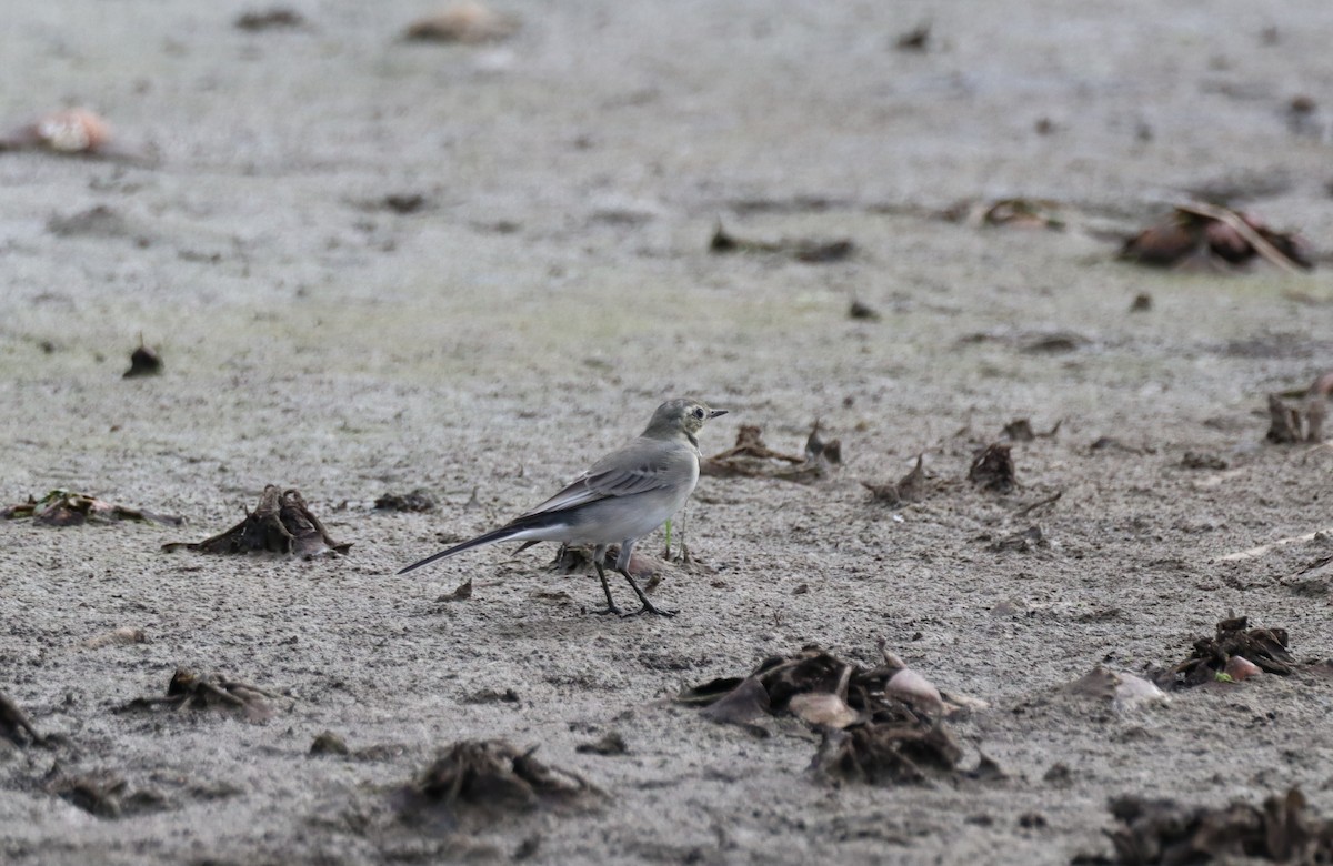 White Wagtail - ML641850018