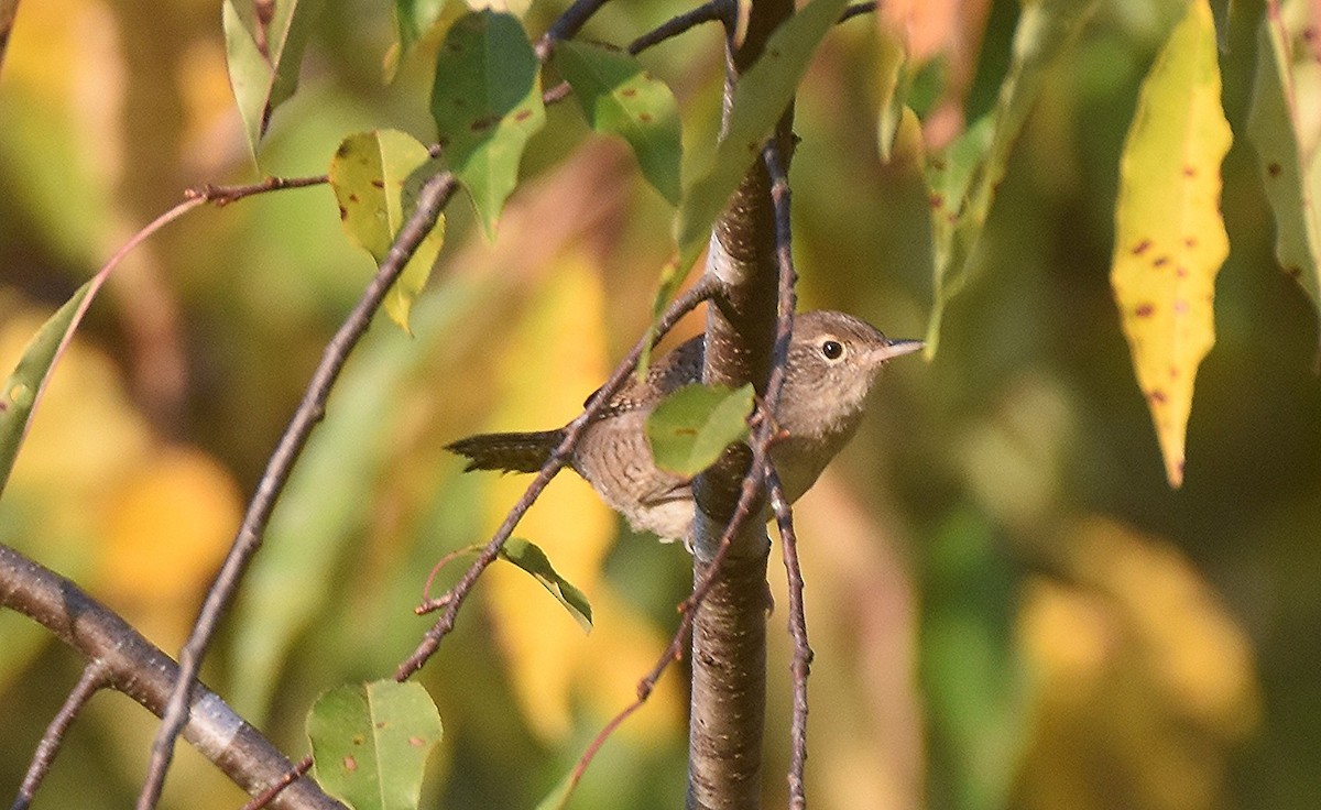 Northern House Wren - ML641850031
