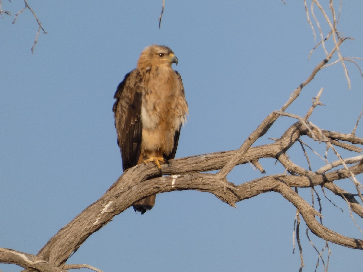 Tawny Eagle - ML641850037