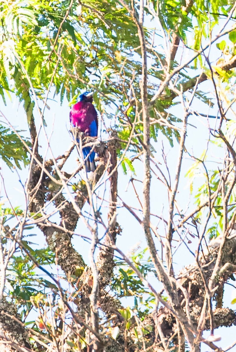 Purple-breasted Cotinga - ML641850047