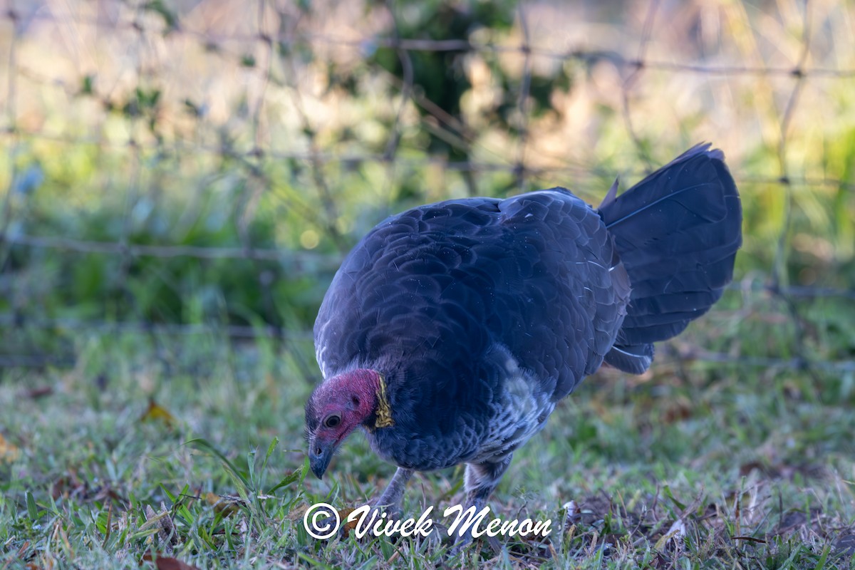 Australian Brushturkey (Yellow-pouched) - ML641850053