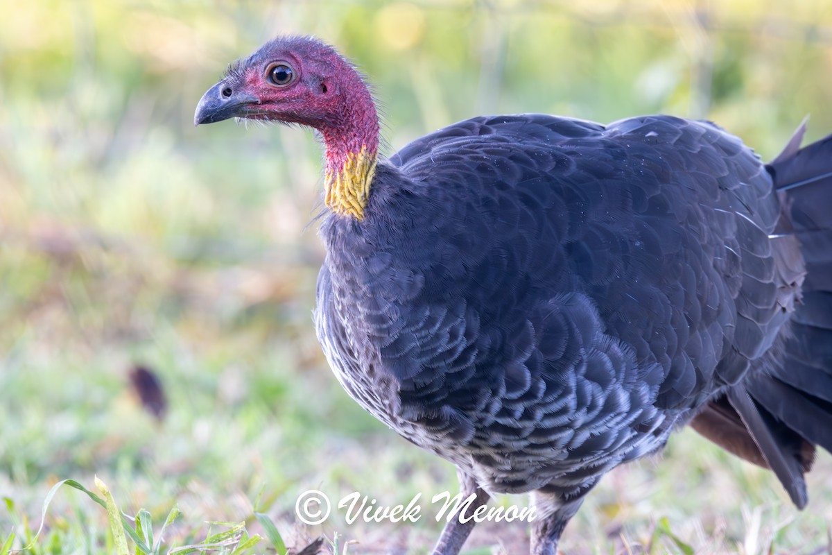 Australian Brushturkey (Yellow-pouched) - ML641850054