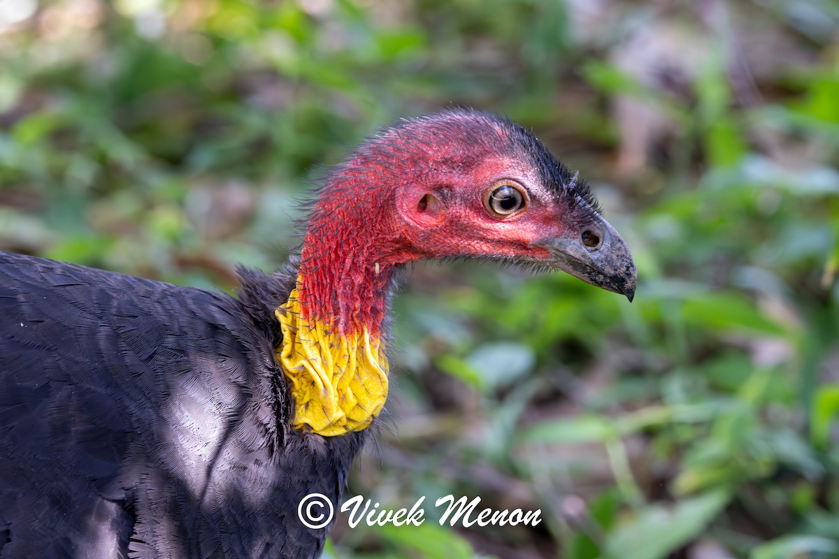 Australian Brushturkey (Yellow-pouched) - ML641850055