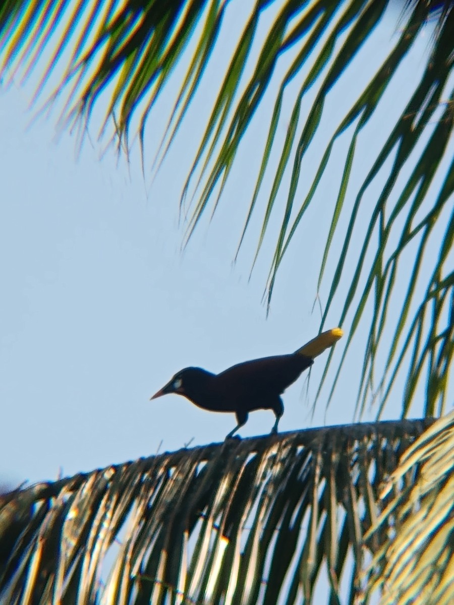 Montezuma Oropendola - ML641850057