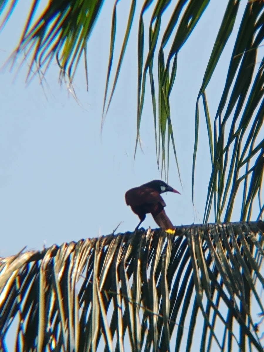 Montezuma Oropendola - ML641850059