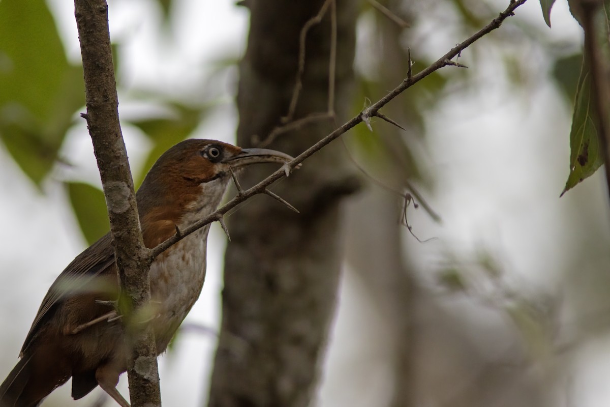 Rusty-cheeked Scimitar-Babbler - ML641850060