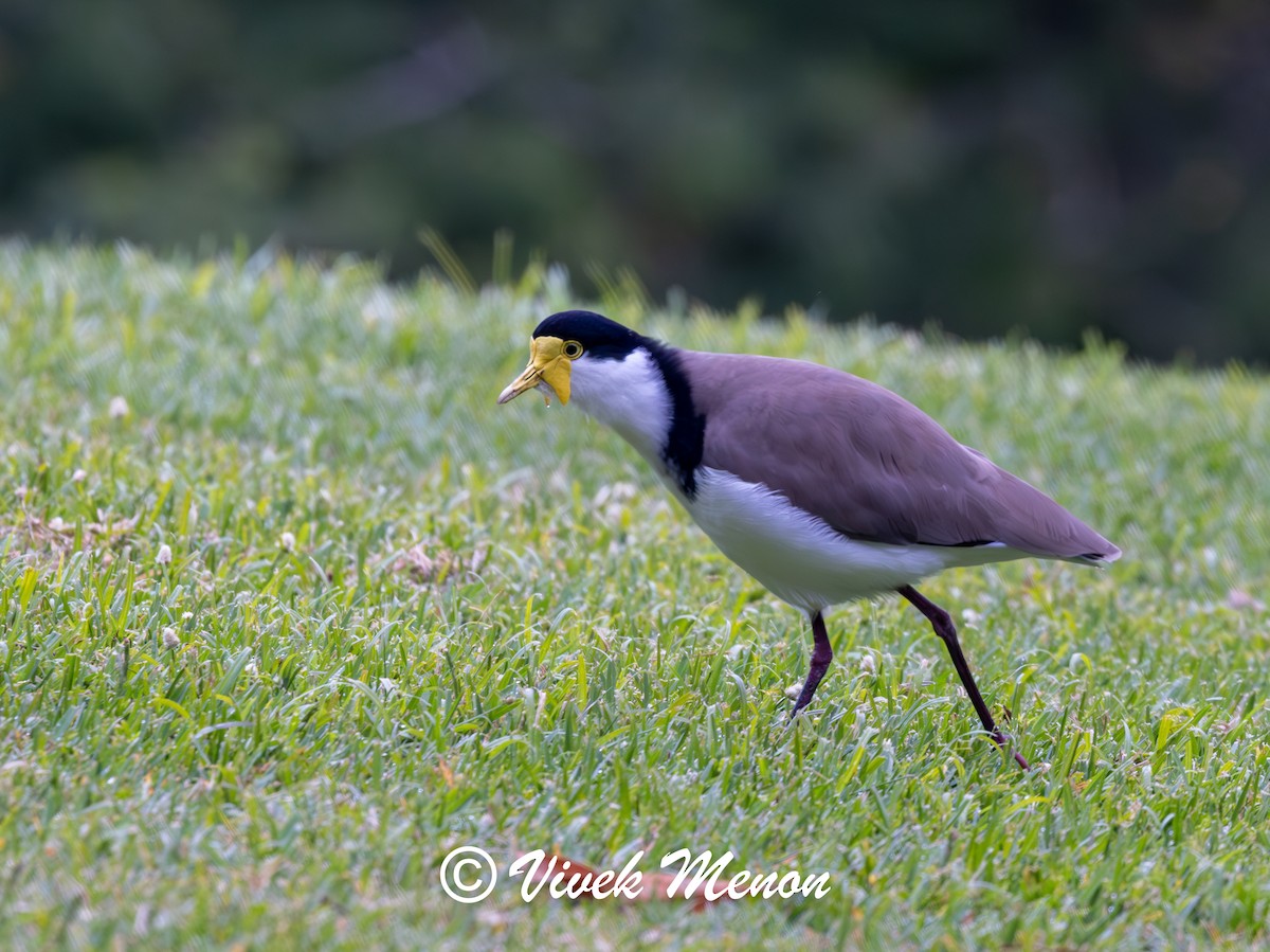 Masked Lapwing (Black-shouldered) - ML641850065