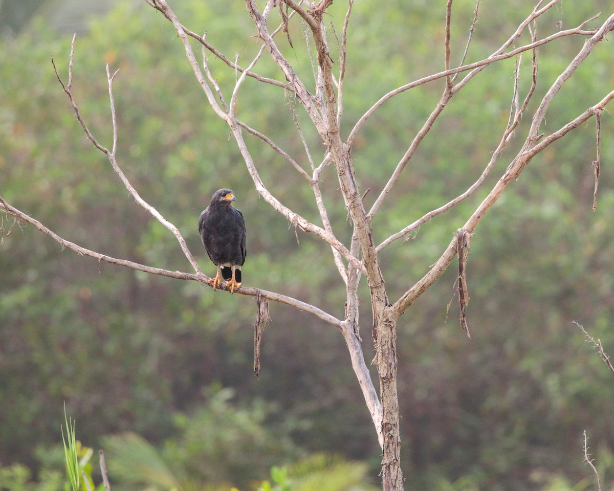 Common Black Hawk - ML641850071