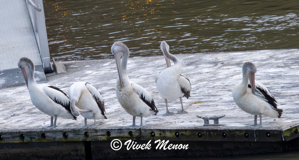 Australian Pelican - ML641850073