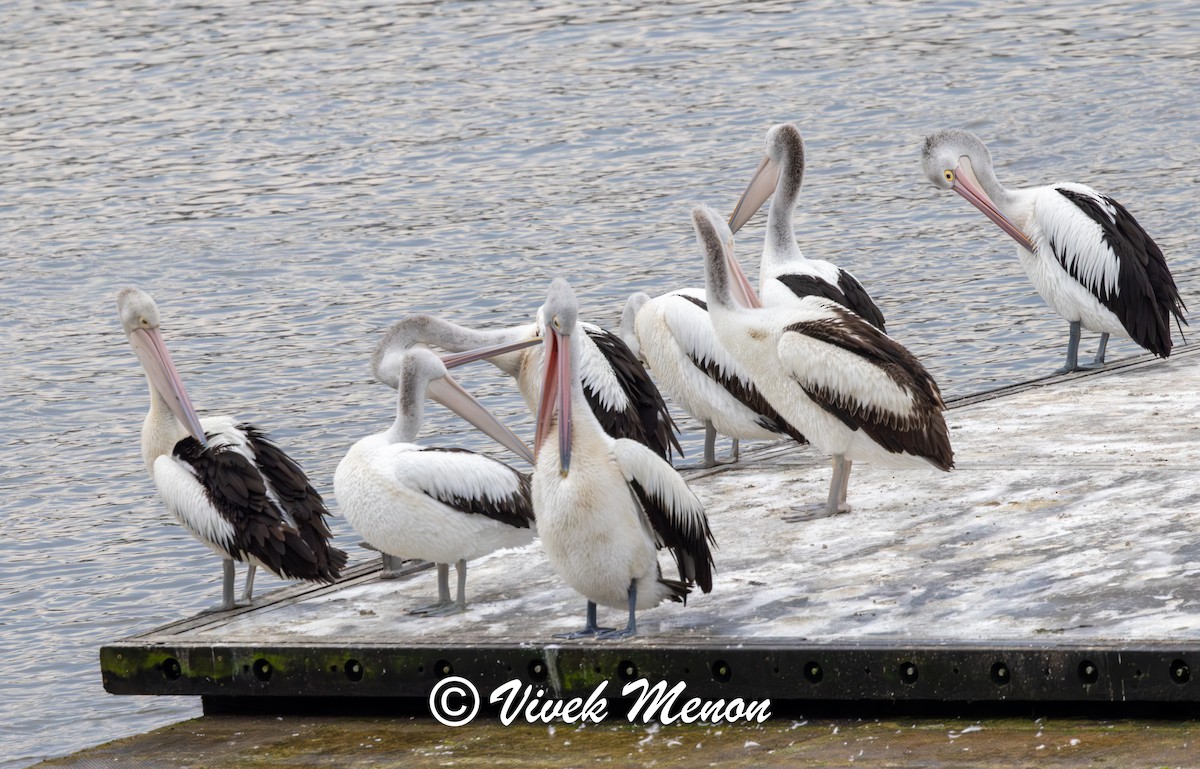 Australian Pelican - ML641850074