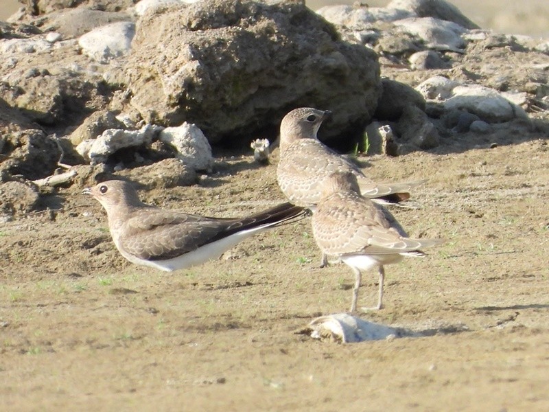 Collared Pratincole - ML641850081