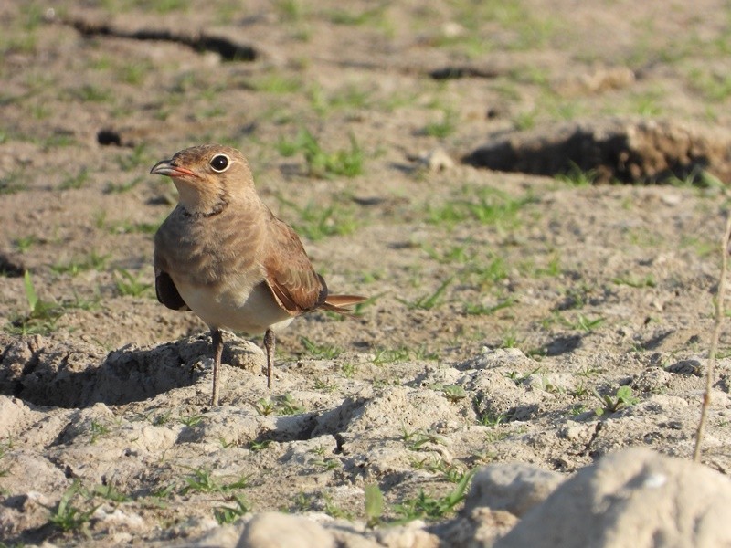 Collared Pratincole - ML641850084