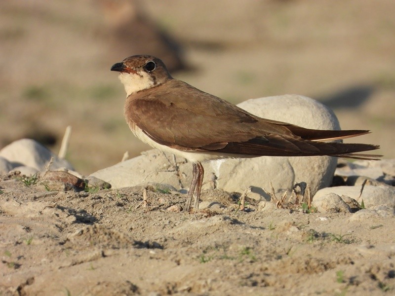Collared Pratincole - ML641850085