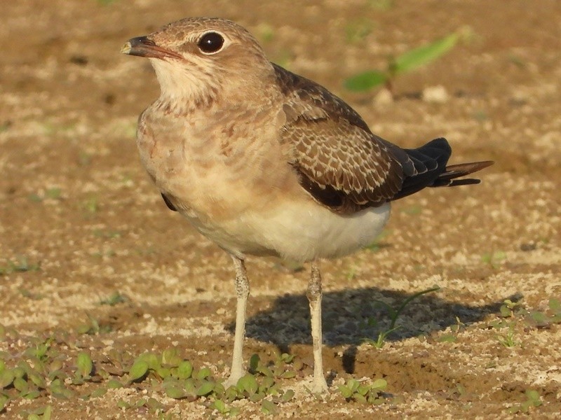 Collared Pratincole - ML641850086