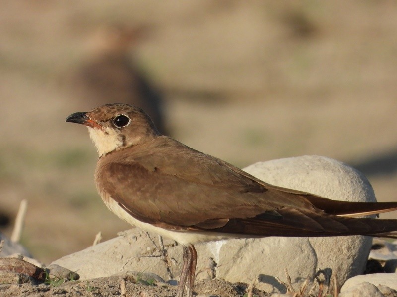 Collared Pratincole - ML641850087