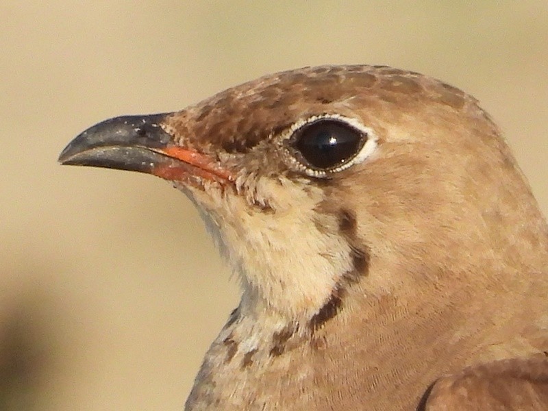 Collared Pratincole - ML641850089