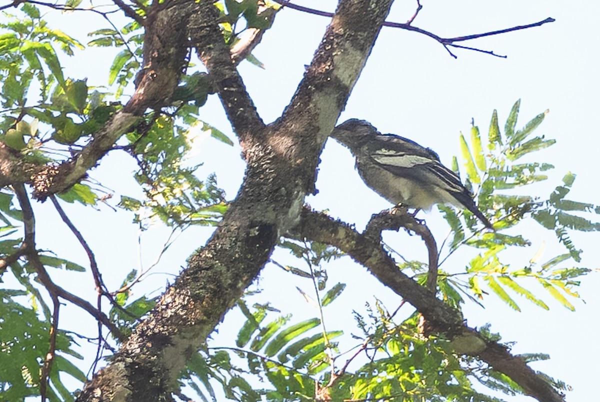 White-tailed Cotinga - ML641850101