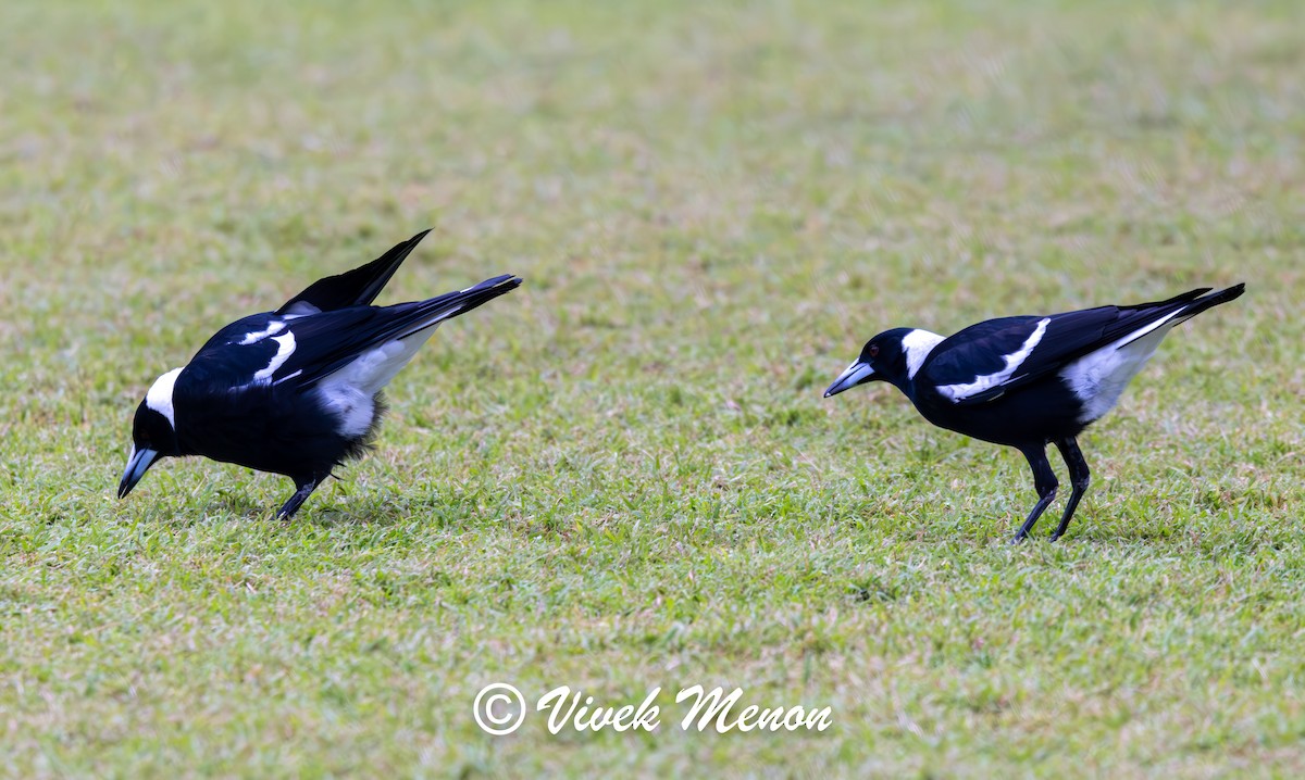 Australian Magpie (Black-backed) - ML641850111