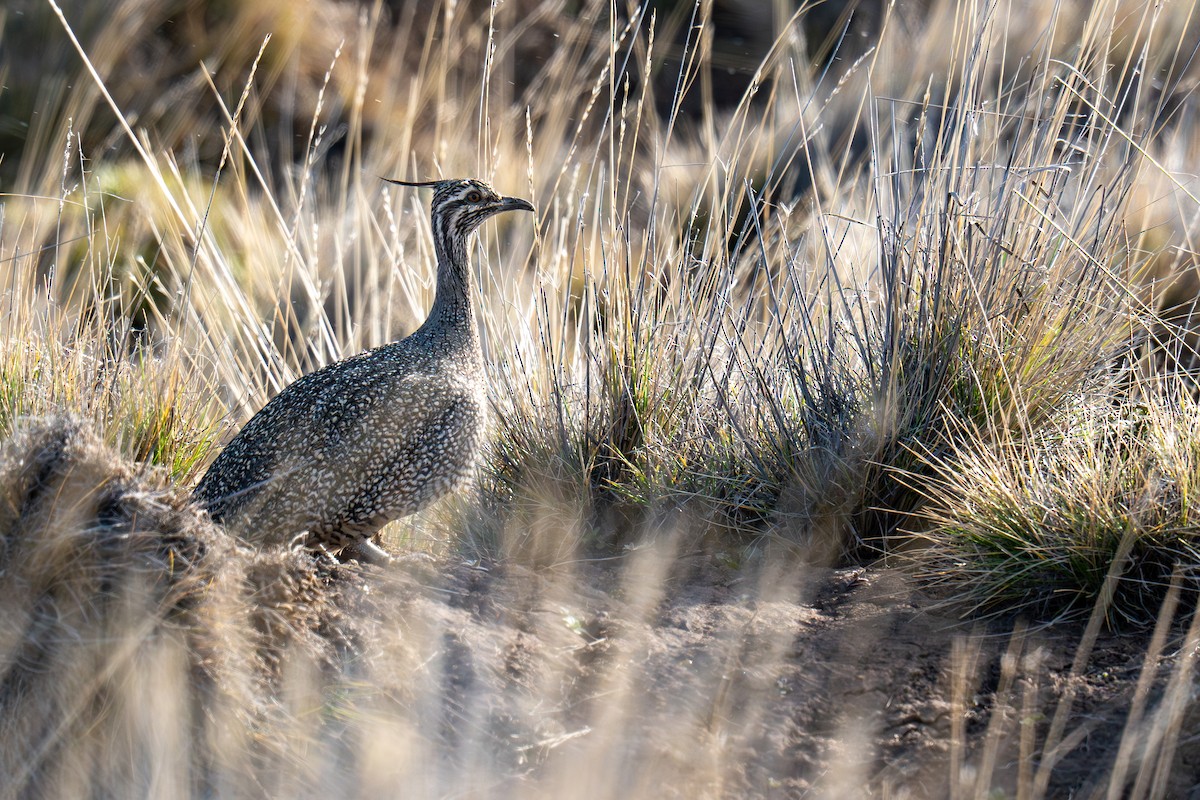 Elegant Crested-Tinamou - ML641850118
