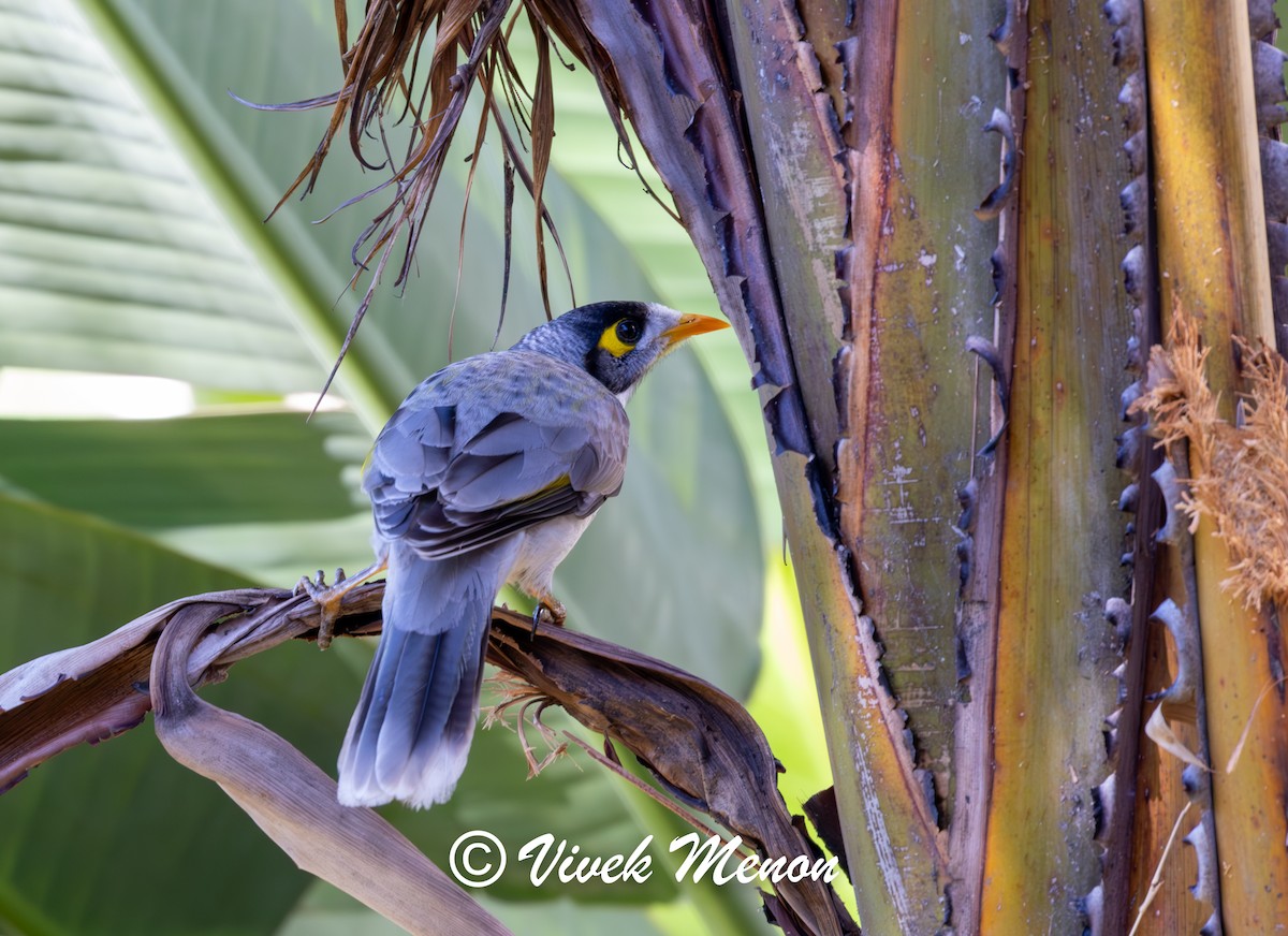Noisy Miner - ML641850123