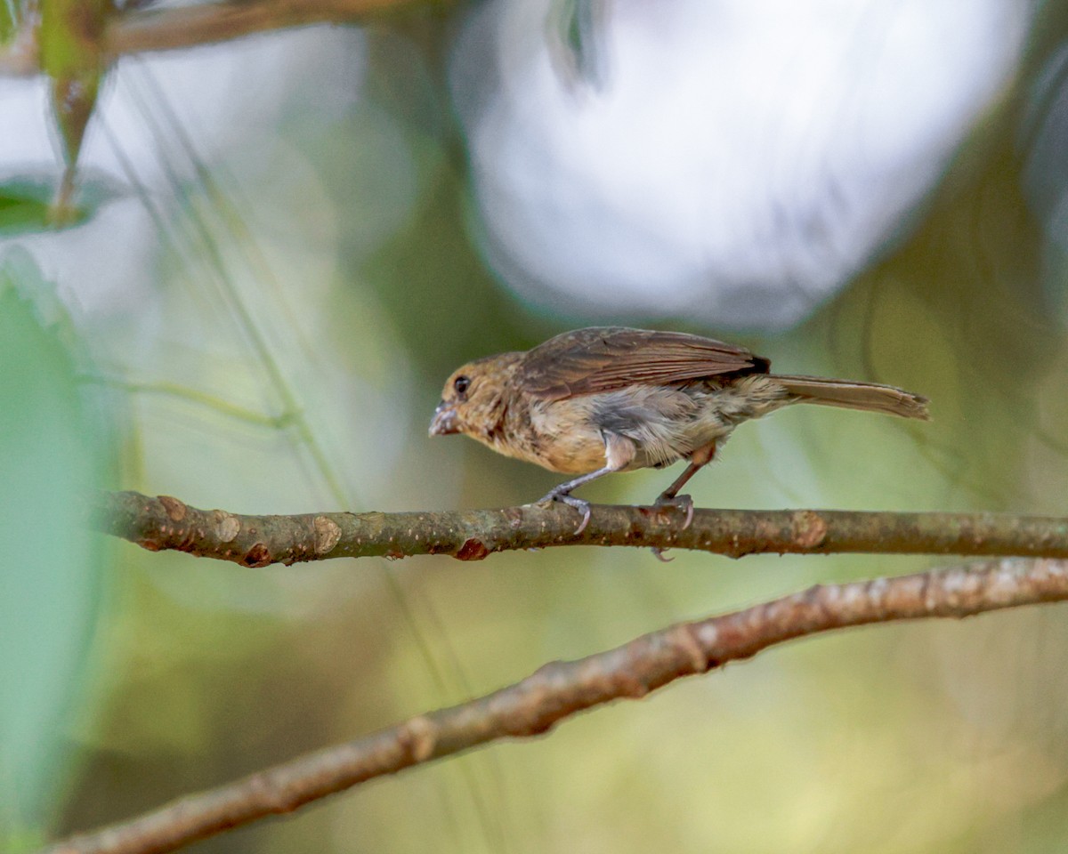 Variable Seedeater - ML641850132
