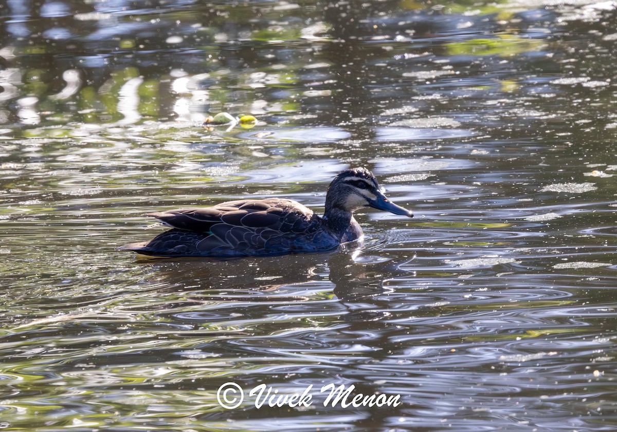 Pacific Black Duck - ML641850136