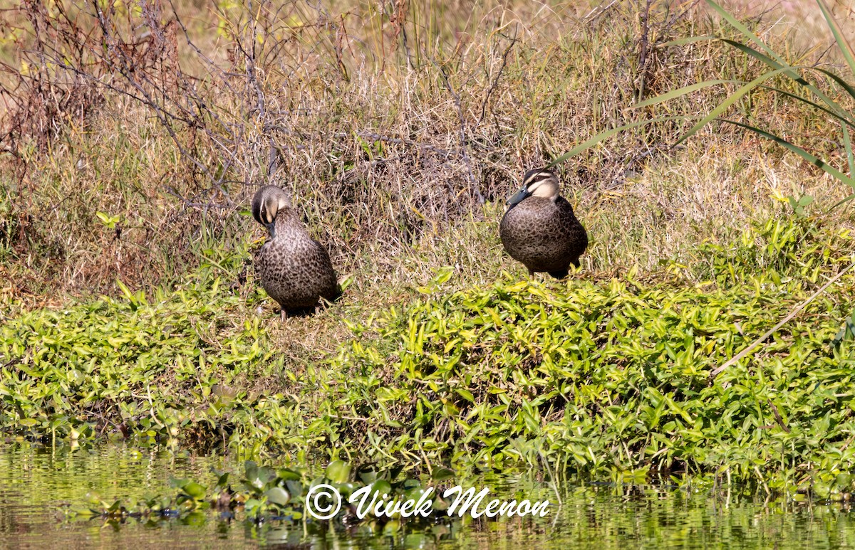 Pacific Black Duck - ML641850138