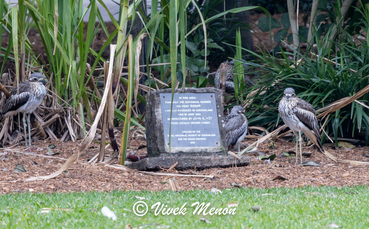 Bush Thick-knee - ML641850141