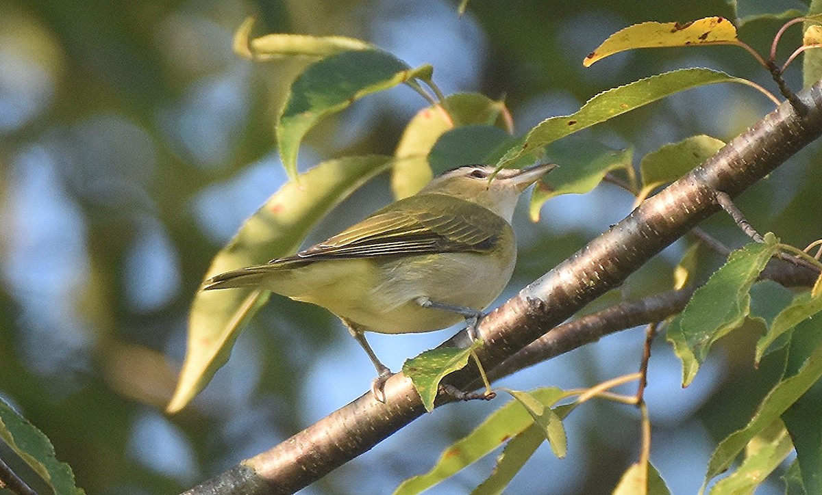 Red-eyed Vireo - ML641850148