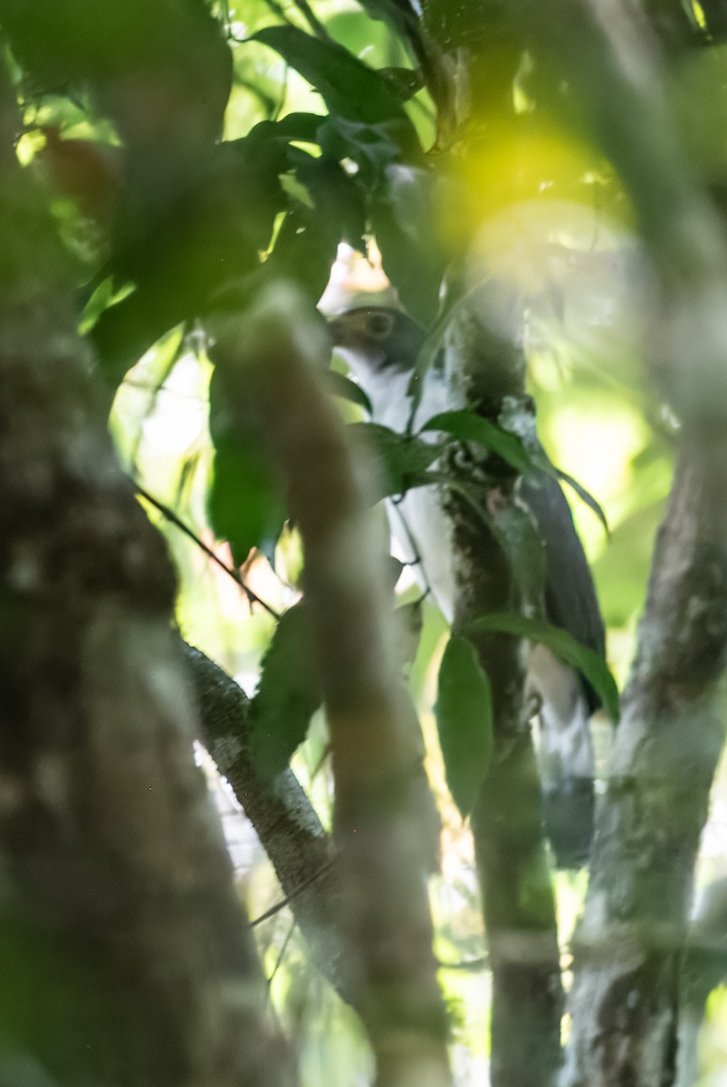 Slaty-backed Forest-Falcon - ML641850153