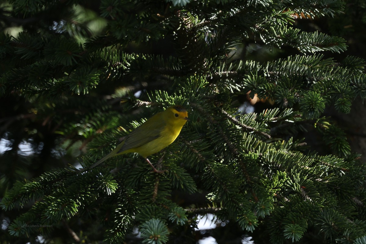 Wilson's Warbler - ML641850162