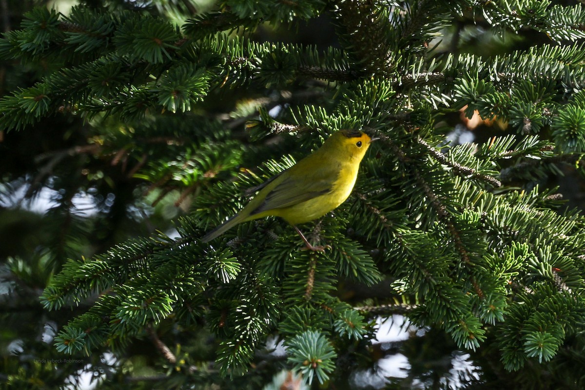 Wilson's Warbler - ML641850163