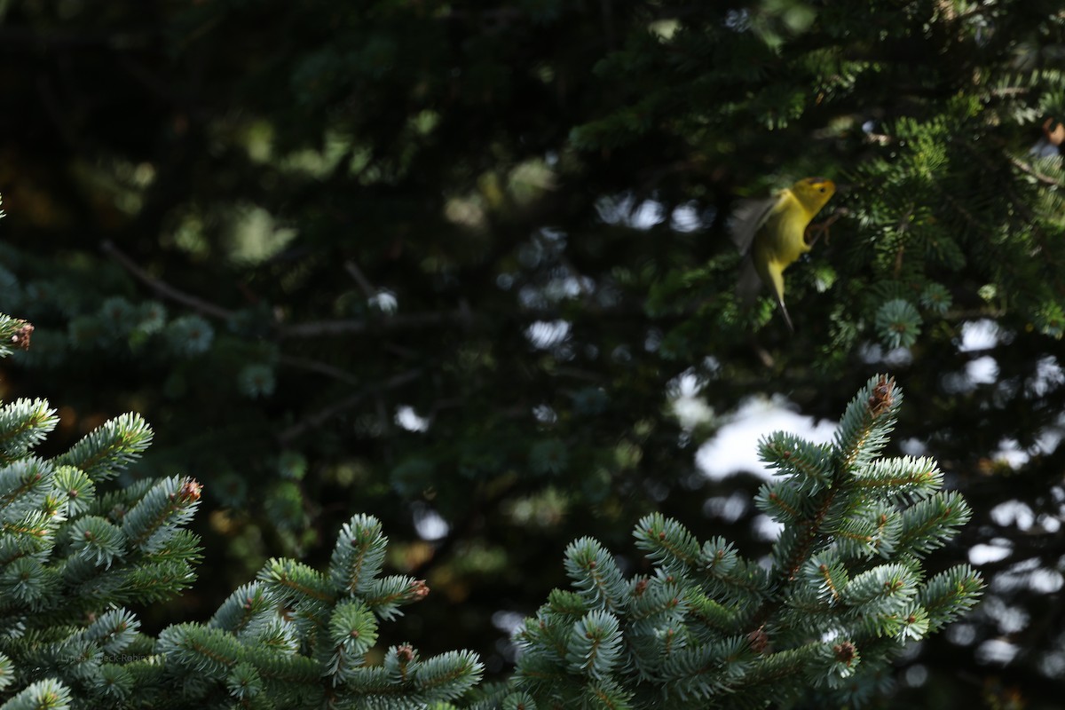 Wilson's Warbler - ML641850164