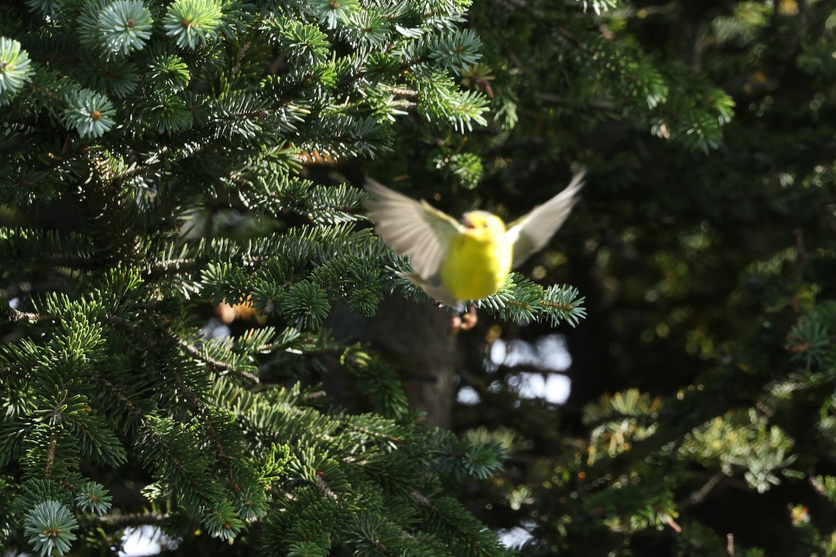 Wilson's Warbler - ML641850165