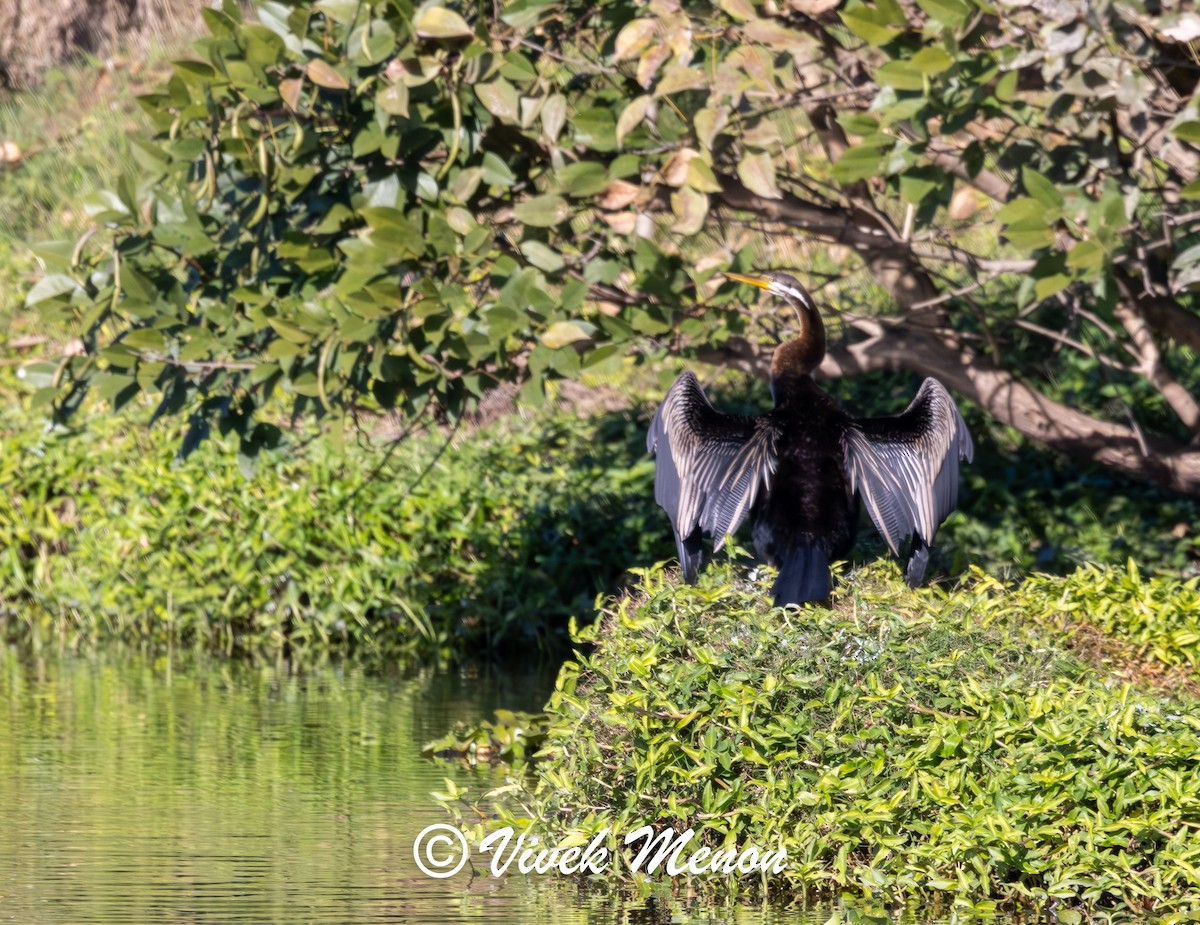Australasian Darter - ML641850166