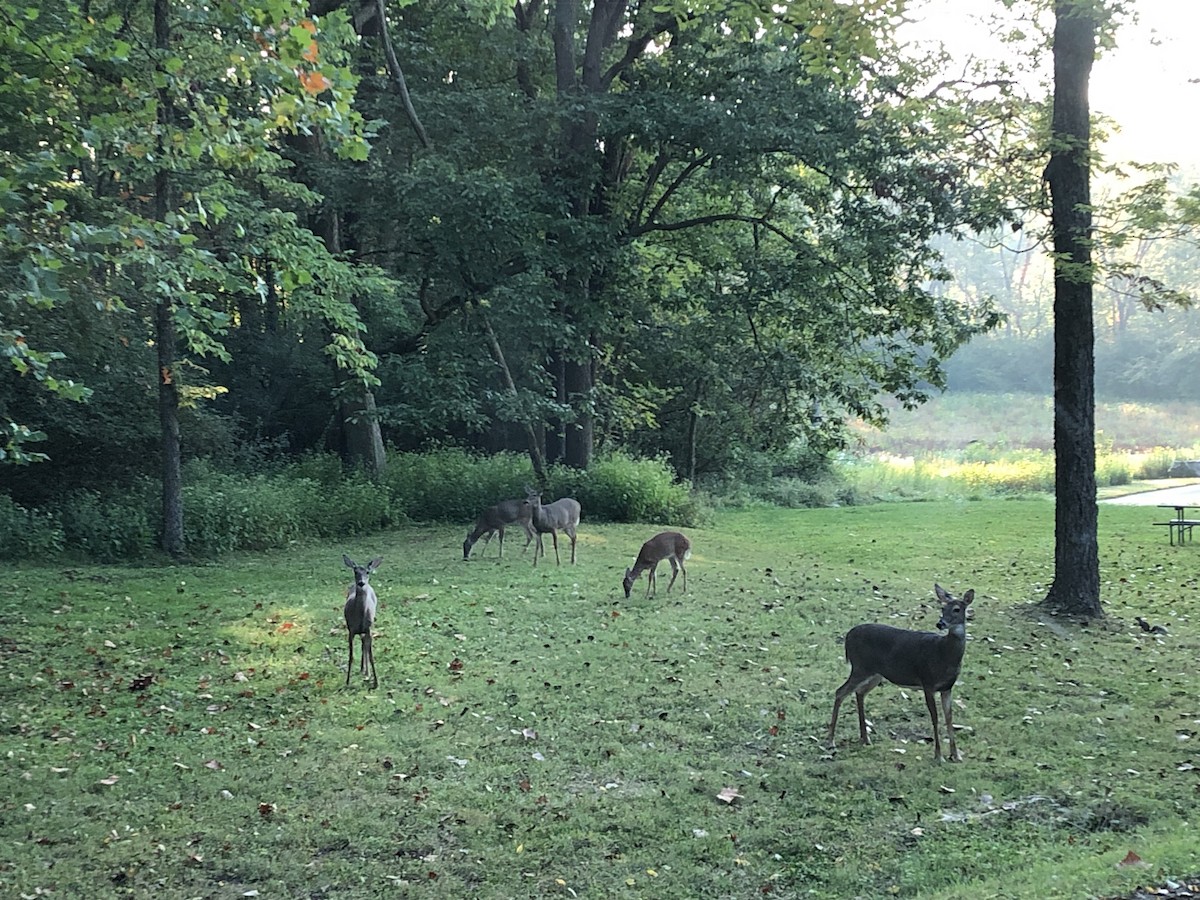 White-tailed Deer - ML641850169