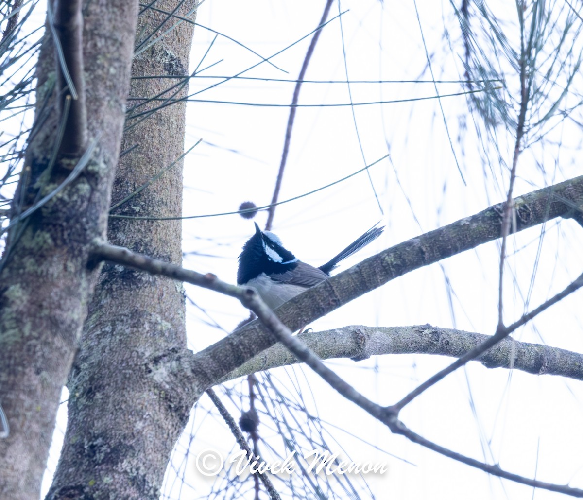 Superb Fairywren - ML641850207