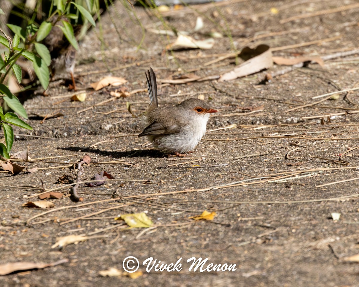 Superb Fairywren - ML641850209